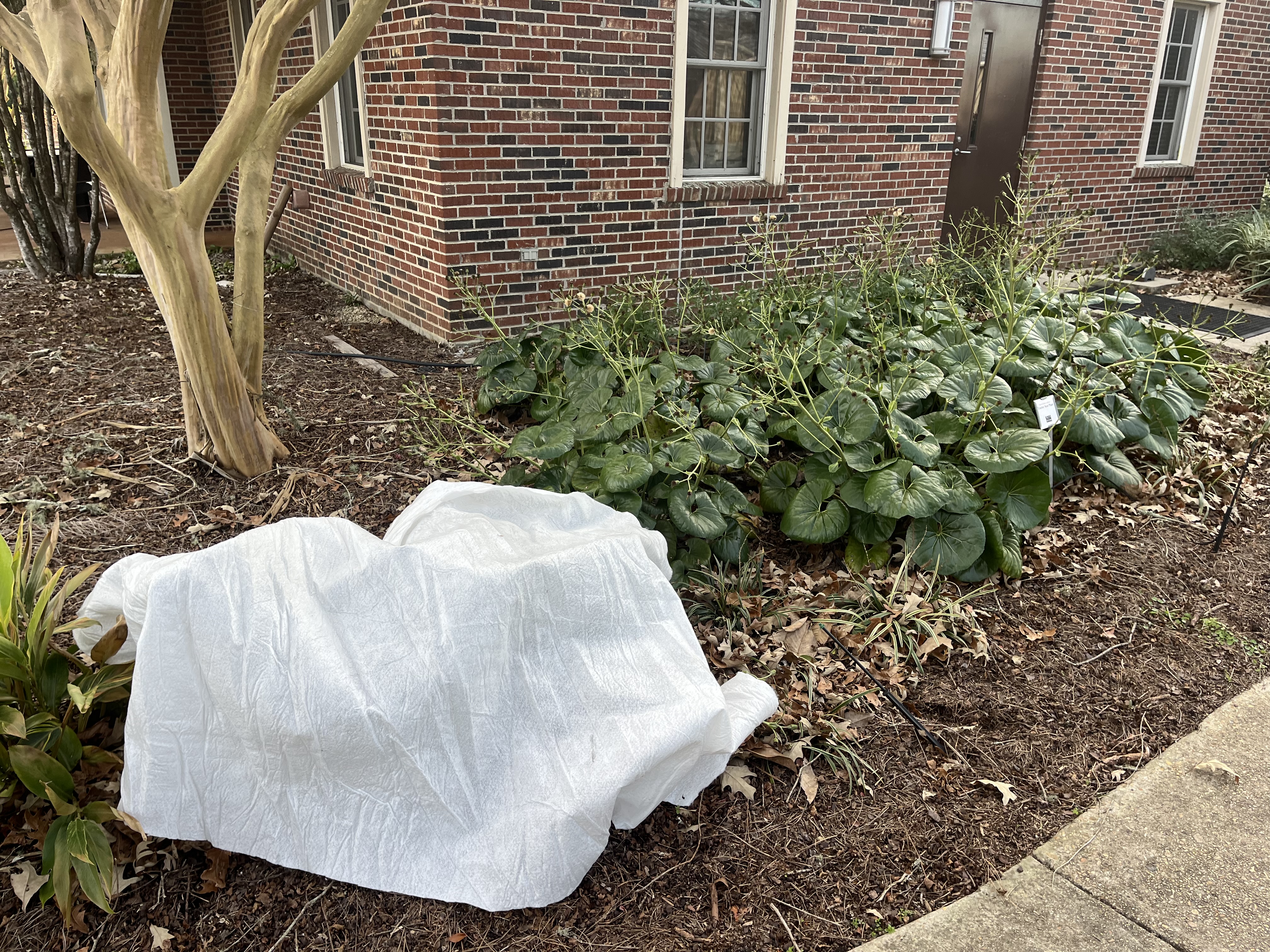 Winter Protection Practices for the Landscape